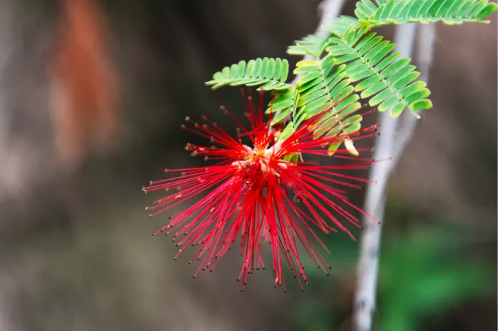 Rode draadvormige bloem van een poederkwastboom onder fijn geveerde groene blaadjes