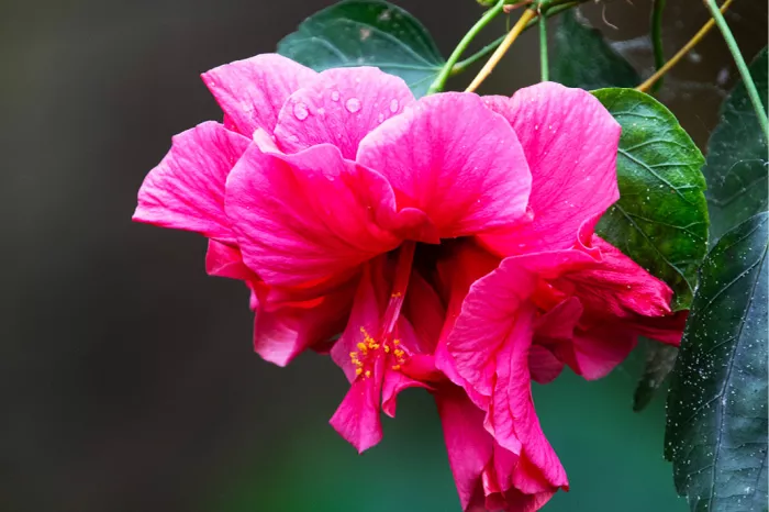 Dieproze hibiscusbloem met regendruppels tussen donkergroene bladeren