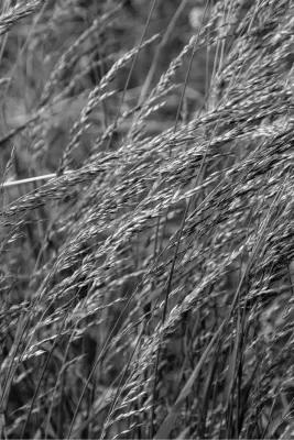 Gras wiegend op een zacht briesje, de foto