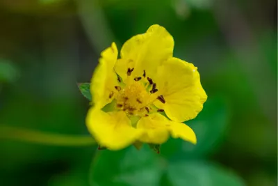 Boterbloem, ganzerik, de foto