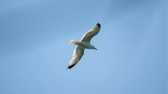 Witte meeuw met zwarte vleugelpunten vliegt met gespreide vleugels in een blauwe lucht