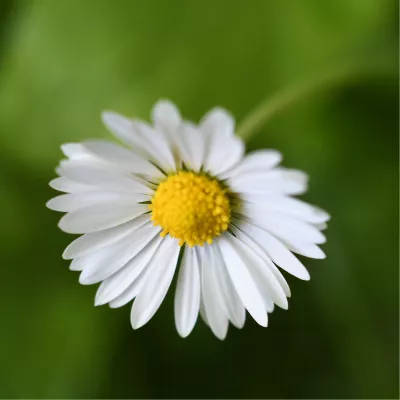 Madeliefje, de foto