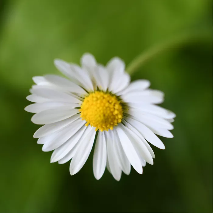 Madeliefje met witte bloembladen en een geel hart tegen een wazige groene achtergrond
