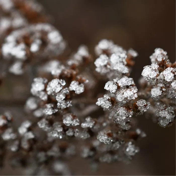 Verdroogde bruine bloemschermpjes van een Sedum-plant bedekt met witte ijskristallen