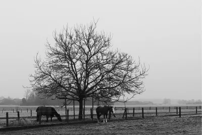 Weiland met paarden, de foto