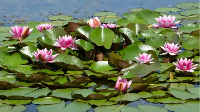 Waterlelies, de foto