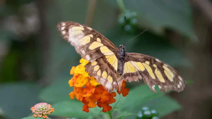 Malachietvlinder met bruin-gele vleugels drinkt nectar van een oranje bloem
