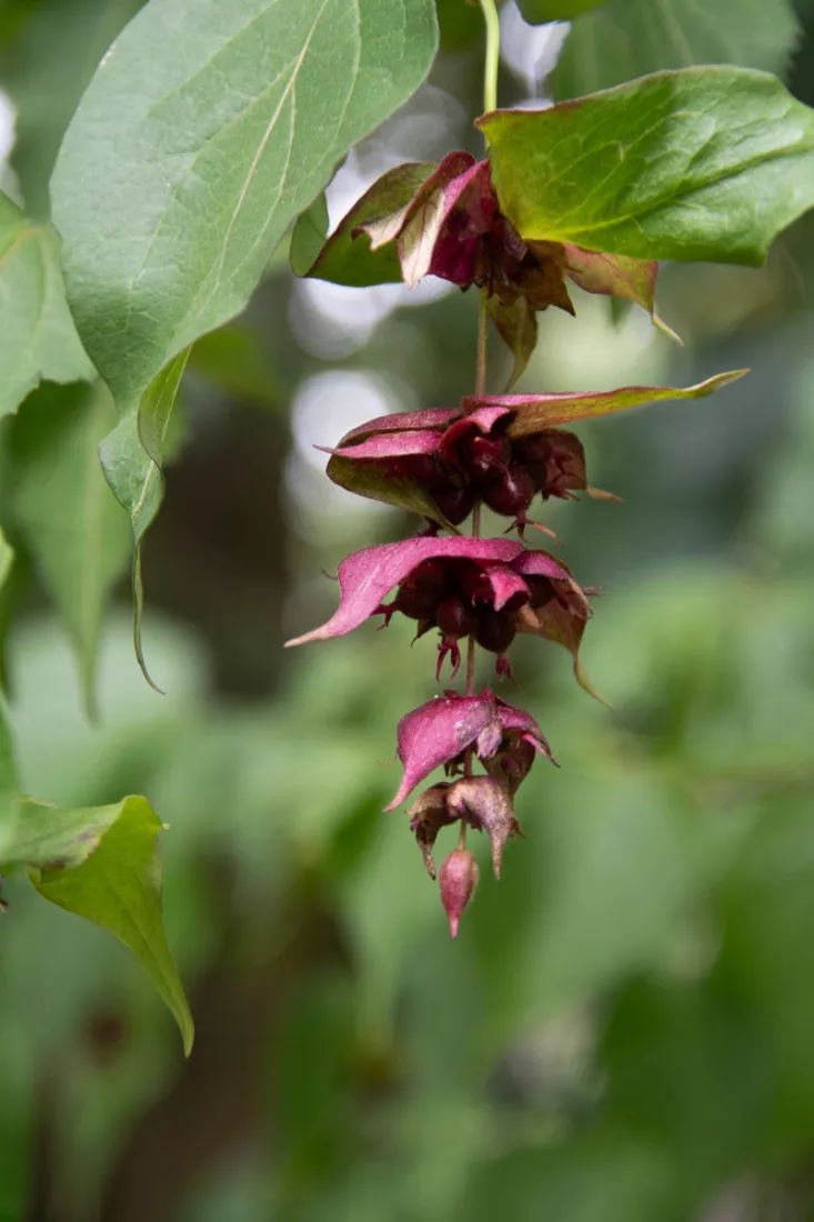 Hangende tros purperrode schutbladen van een fazantenbes tussen groene bladeren