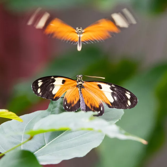 Passiebloemvlinder op een blad met een tweede vlinder in vlucht erboven