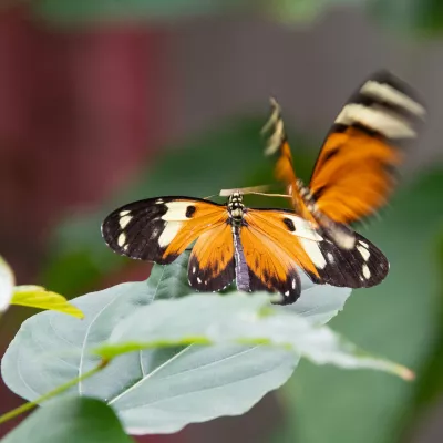 Heliconius hecale, passiebloemvlinder, de foto