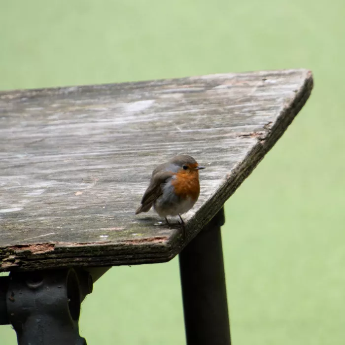 Roodborstje op de hoek van een verweerde houten tafel tegen een lichtgroene achtergrond