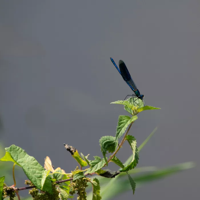Bosbeekjuffer met blauwe vleugels op een netelstengel boven grijs water