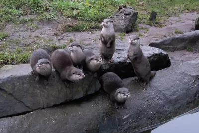 Groepje Aziatische kleinklauwotters, de foto