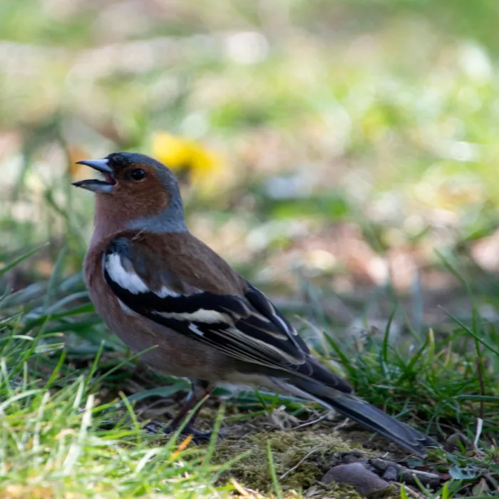 Zingende mannetjesvink met open snavel in het gras met een gele bloem wazig erachter