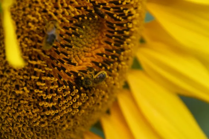 Hart van een zonnebloem met twee bijen tussen de buisbloempjes en gele bloembladen