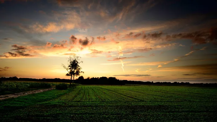 Silhouet van een boom naast een akker onder een gele zonsondergang met uitgerekte wolken en een donkere horizon.