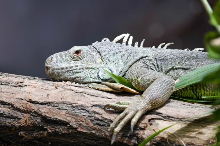 Groene leguaan met stekelige rugkam ligt op een boomstam tussen groene bladeren