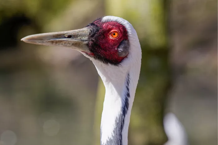 Kop van een witnekkraanvogel in profiel met rode vlek rond het oranje oog en lange snavel