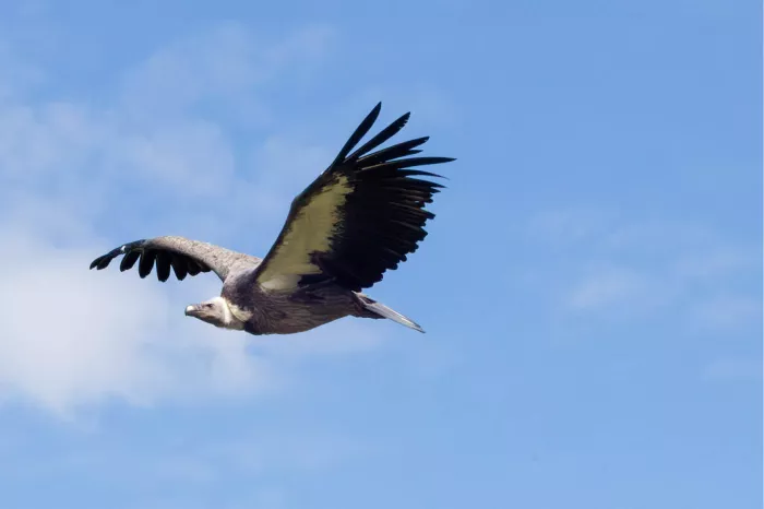 Grote gier met gespreide vleugels en zwarte slagpennen vliegt door een blauwe lucht