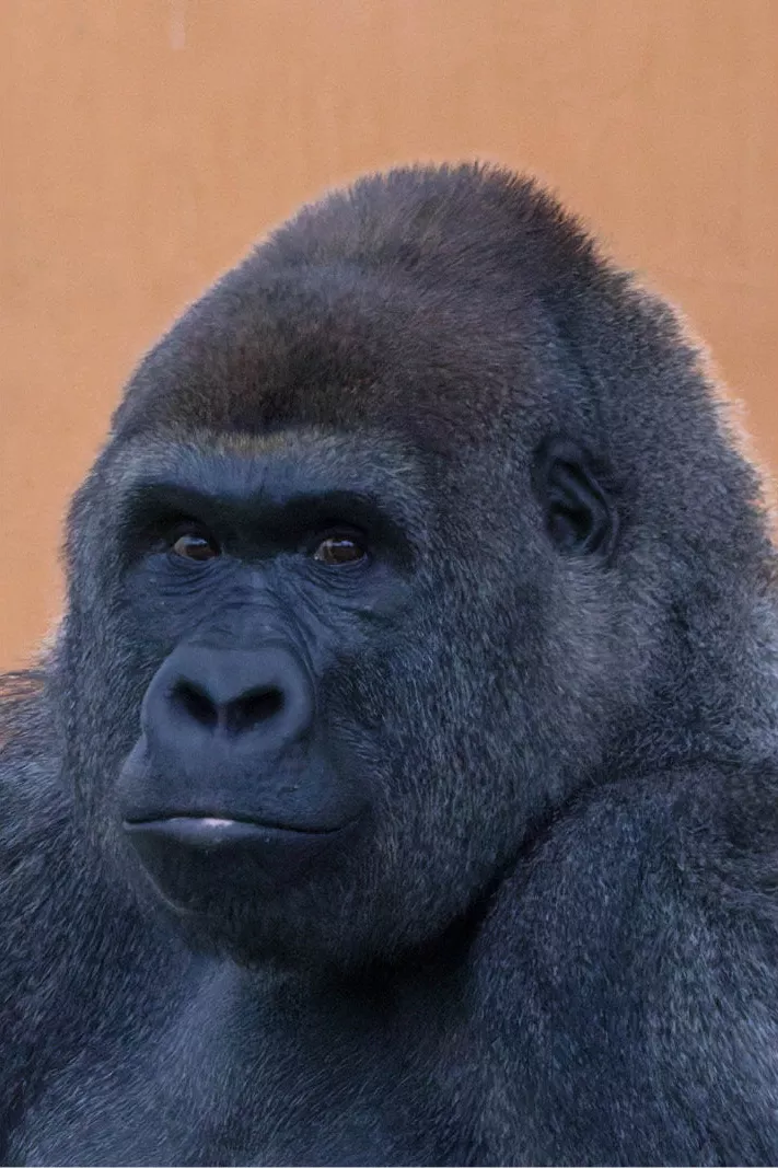 Portret van een zilverrug-gorilla met indringende blik tegen een oranjebruine achtergrond