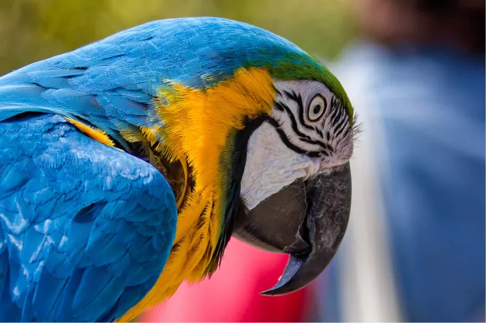 Close-up van een blauw-gele ara met zwarte haaksnavel en wit gezicht met zwarte streepjes