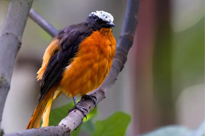Oranje zangvogel met zwarte rug en witte kruin zit op een grijze tak
