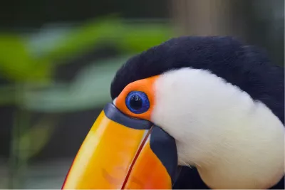 Blauw oog en oranje snavel, de foto