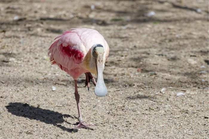 Roze lepelaar met lepelvormige snavel staat op één poot op zand, met schaduw