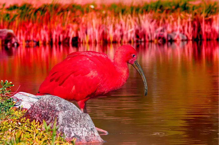 Scharlakenrode ibis met gebogen snavel staat in het water naast een steen, met rode weerspiegeling