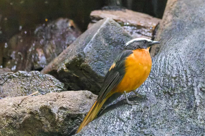 Oranje vogel met zwarte kop en witte wenkbrauwstreep zit op een natte grijze rots