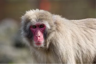 Japanse makaak, de foto