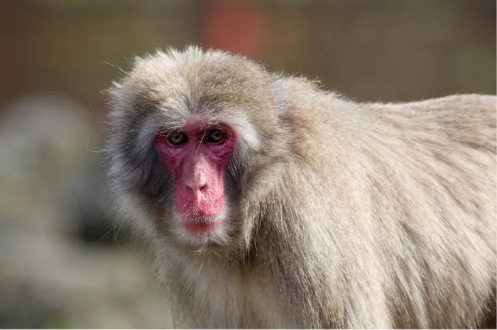 Japanse makaak met rood gezicht en dikke beigegrijze vacht kijkt in de lens