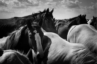 Verzamelde paardenkracht, de foto