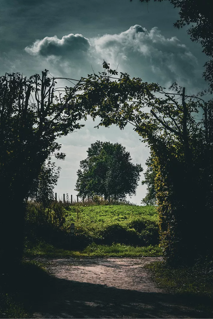 Een foto die ik heb genomen in West-Vlaanderen, in het hartje van Heuvelland. Een opgroeiende haag vormt samen met overdrijvende wolk een mooi kader rond een forse boom.