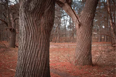 Eeuwenoude bomen, de foto