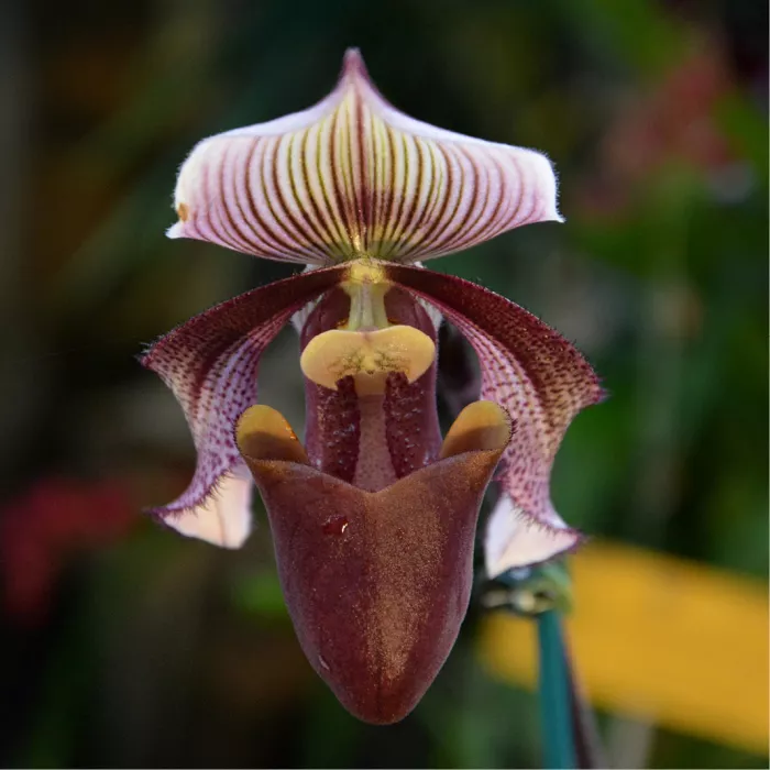 Paphiopedilum-orchidee met wit-paars gestreept bovenblad en bordeauxrode lip