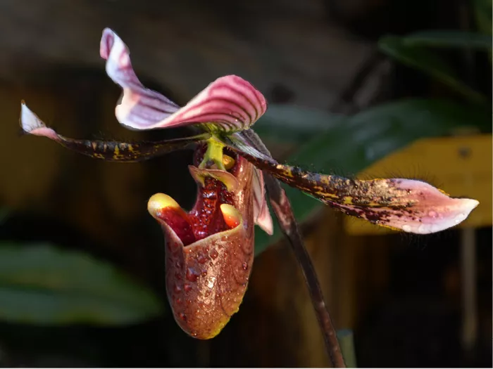 Orchidee met lange, gedraaide zijblaadjes en een koperbruine lip tegen een donkere achtergrond