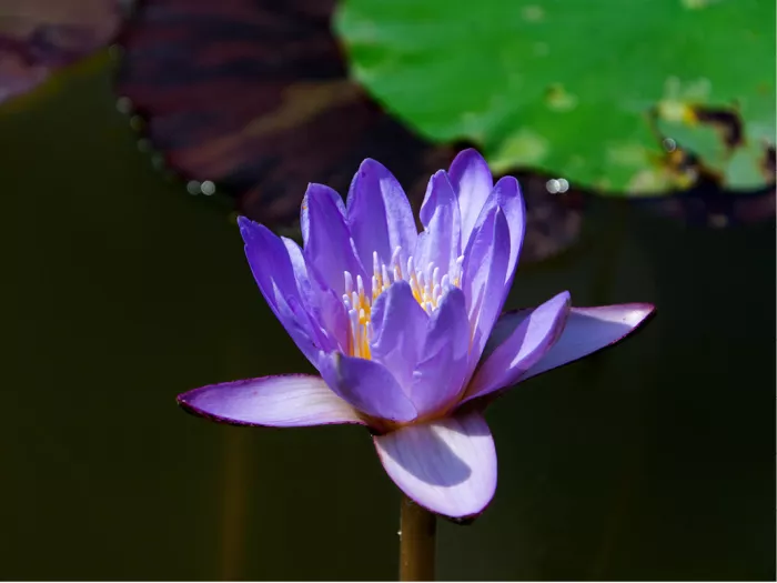 Paarse waterlelie met geel hart boven donker water, met lelieblaren op de achtergrond