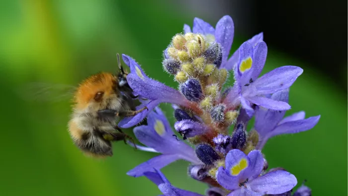 Oranjebruine hommel op een paarsblauwe bloeiaar tegen een groene achtergrond