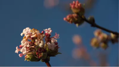 Bloesems, de foto