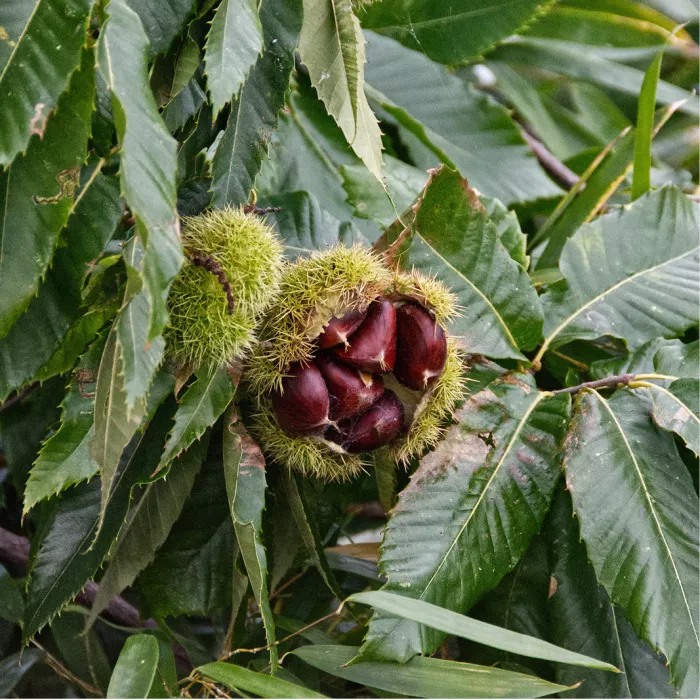 Opengesprongen kastanjebolster met bruine kastanjes tussen groene gezaagde bladeren