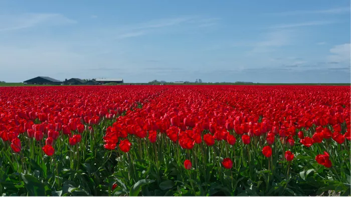 Veld vol rode tulpen tot aan de horizon onder een lichtblauwe lucht