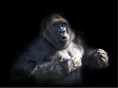 Boze gorilla, de foto