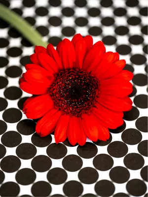 Rode bloem, de foto