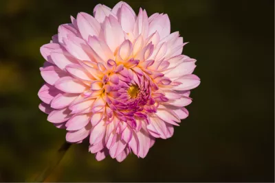 Pastelvlam, de foto