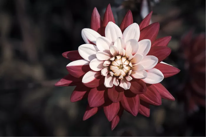 Dahlia met donker bordeauxrode buitenste bloemblaadjes en een lichtroze hart, tegen een donkere achtergrond