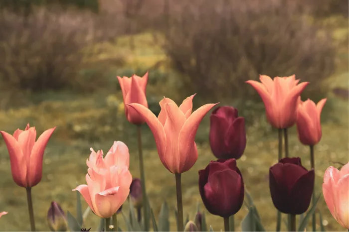 Groep tulpen in zalmroze, oranje en bordeauxrood voor een wazig grasveld