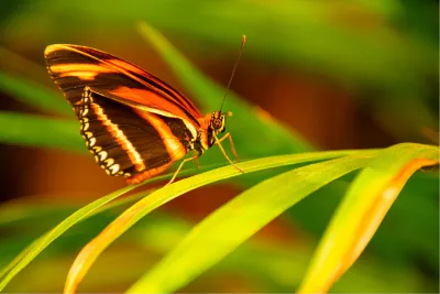 Beautiful butterfly, de foto