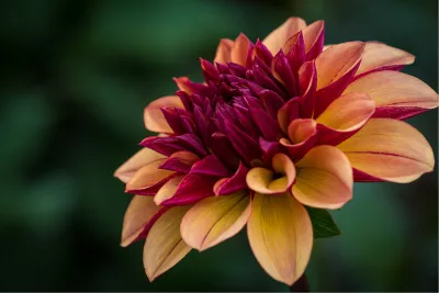 Warmte in detail, de foto