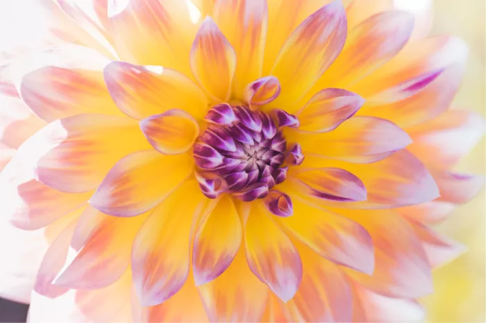 Gele dahlia met lila puntjes aan de bloemblaadjes en een paars hart